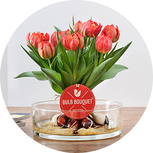 Tulpen mit Zwiebeln: unser Bulb Bouquet Tulpen mit Zwiebeln: unser Bulb Bouquet
