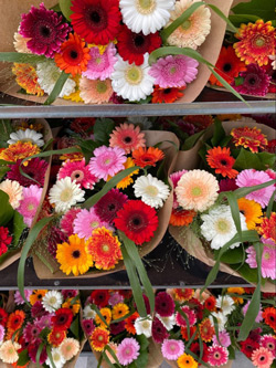 Gerbera online bestellen