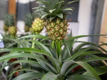 Ananas-Pflanze: Alle Infos, Fakten & Tipps