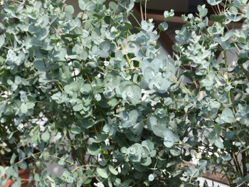 Eukalyptus – Die Trendpflanze des Jahres