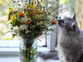 7 ungiftige Blumen für Katzen
