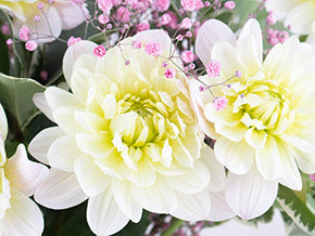 Dahlien-Blog