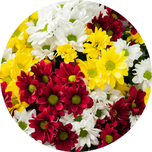 Chrysantheme: Herkunft, Merkmale und Bedeutung