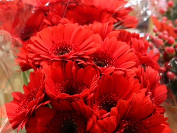 Gerbera: Herkunft, Bedeutung & Pflegetipps | blumenshop.de