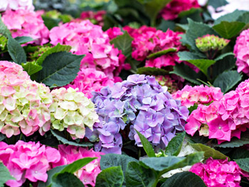 Die schönsten Blumen im Herbst