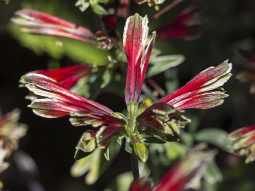 Alstroemeria psittacina - Papageien-Inkalilie Alstroemeria psittacina - Papageien-Inkalilie