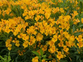 Inkalilien: Herkunft, Bedeutung und Pflege Inkalilien: Herkunft, Bedeutung und Pflege