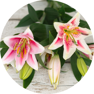 Die Lilie - Herkunft, Arten und Dekotipps Die Lilie - Herkunft, Arten und Dekotipps