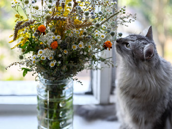 7 ungiftige Blumen für Katzen