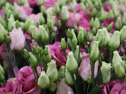 Lisianthus online bestellen