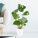 Monstera bestellen