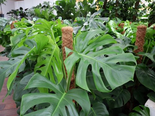 Monstera - Infos und Pflegetipps