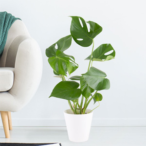 Monstera online bestellen