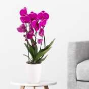 Orchideen online bestellen