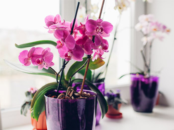 Orchidee: Bedeutung, Pflegeanleitung & mehr | blumenshop.de