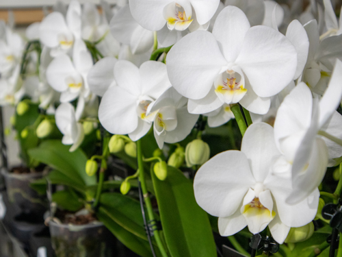 Orchidee: Bedeutung, Pflegeanleitung & mehr