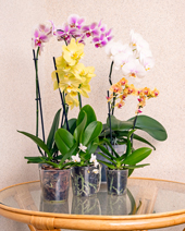 Orchidee