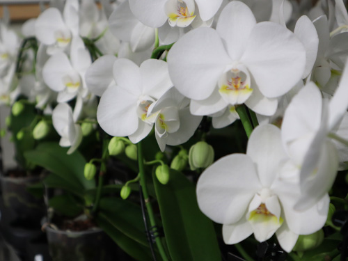 Orchideen online bestellen