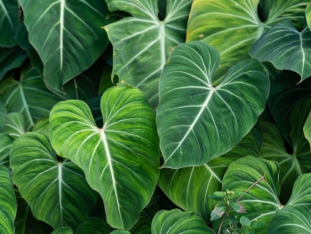 Philodendron Pflege: So geht's