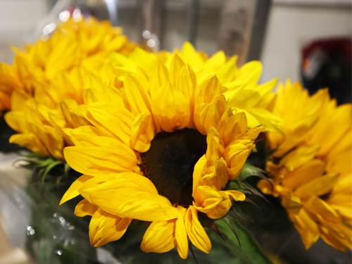 Sonnenblume: Herkunft, Bedeutung & 3 Pflegetipps