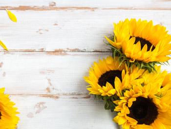 Sonnenblume: Herkunft, Bedeutung & 3 Pflegetipps Sonnenblume: Herkunft, Bedeutung & 3 Pflegetipps