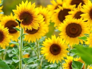 Sonnenblume: Herkunft, Bedeutung & 3 Pflegetipps