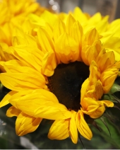 Sonnenblume Blüte