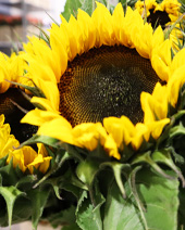 Steckbrief Sonnenblume