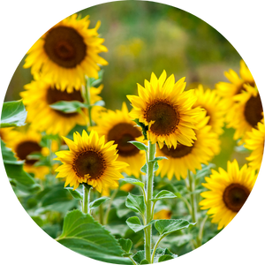 Sonnenblume: Herkunft, Bedeutung & Pflege