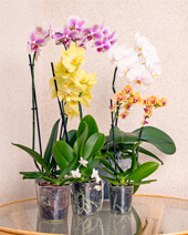 Steckbrief Orchidee