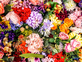 Die passende Blume zu jedem Sternzeichen