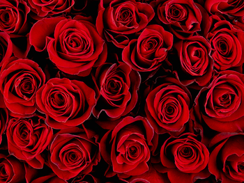 Am 12. Juni ist Tag der roten Rose