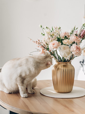 Katzenfreundliche Blumen