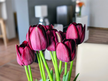 Tulpe: Herkunft, Bedeutung und Pflegetipps Tulpe: Herkunft, Bedeutung und Pflegetipps