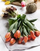 Tulpen Allgemeinwissen