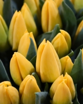 Tulpen Wissen