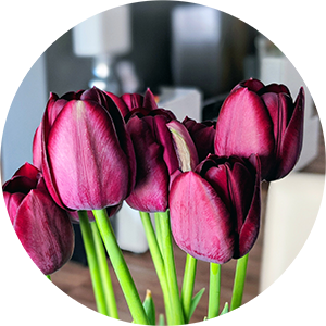 Tulpe - Blume des Monats