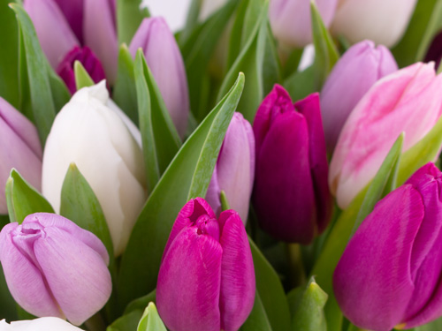 Tulpen aus Holland in Lila und Weiß