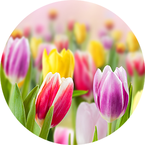 Tulpen aus Holland