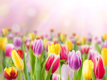 Tulpen aus Holland - Holländische Tulpen kaufen