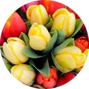 Tulpe: Herkunft, Bedeutung und Pflegetipps
