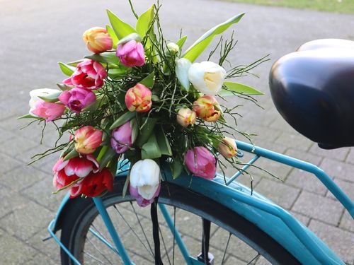 Tulpen aus Holland Tulpen aus Holland