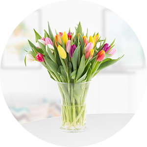 Tulpen online bestellen