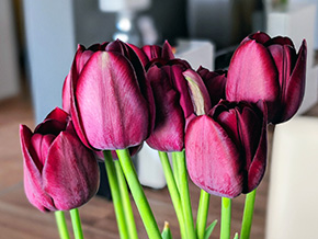 Tulpe: Herkunft, Bedeutung & Pflegetipps 