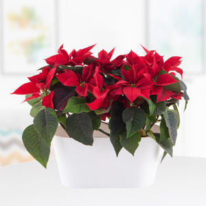Weihnachtsstern online bestellen