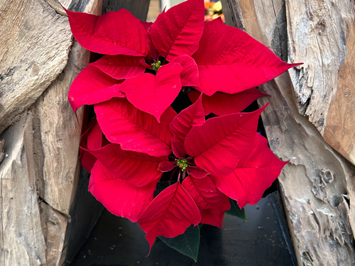 Weihnachten Deko