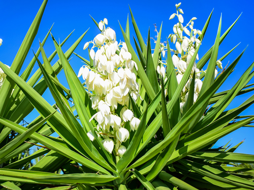 Yucca-Palme Blüten