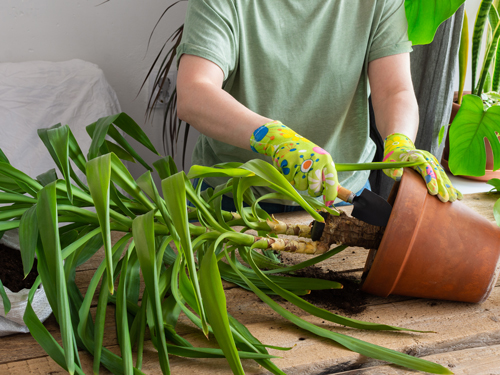 Yucca-Palme umtopfen