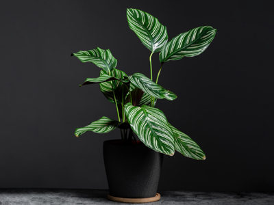 Zimmerpflanze für wenig Licht: Calathea