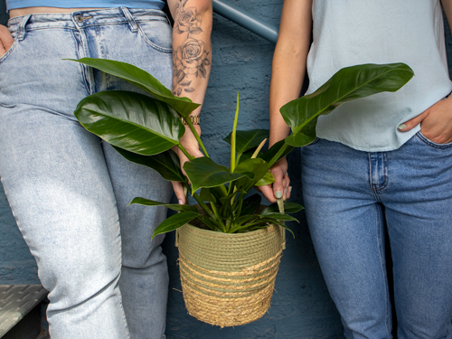 Die Zimmerpflanze Philodendron braucht wenig Licht